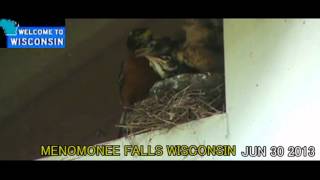 Robins Nest In Menomonee Falls WI [upl. by Illene984]