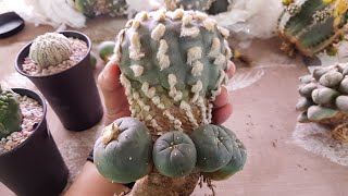 Lophophora Unboxing [upl. by Lamarre]