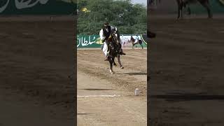 Individual Sword amp Pegg  Single Competition  Sultan International Tent Pegging Tournament [upl. by Lleirbag]