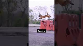 🚀 Belgian Malinois SkyHigh Jumps That Defy Gravity 🐕💨  Epic Athletic Feats Ishortsvideo [upl. by Alma968]