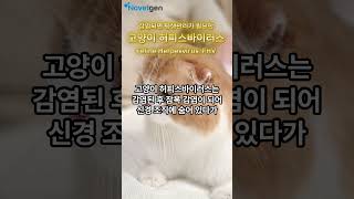 고양이 허피스바이러스Feline Herpesvirus FHVnovelgencokr고양이 감기증상 [upl. by Thorncombe643]