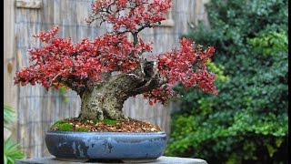 22 Best Trees For Bonsai [upl. by Ynad]