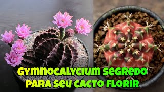 Gymnocalycium dicas e segredo para seu cactos florir abundantemente [upl. by Haag]