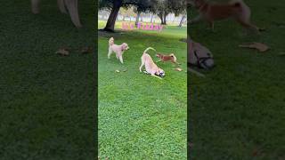 dog doglover pets cute friday relaxing party squad japan shiba love [upl. by Best]