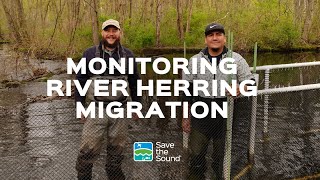 Monitoring River Herring Migration in the Long Island Sound Region [upl. by Thoma408]