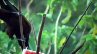 Costa Rica 2011  Montezuma Oropendola call and feeding SJOEMAR [upl. by Adnil]