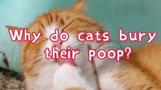 Why do cats bury their poop [upl. by Lehteb]