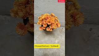 Different types of Chrysanthemum  Guldaudi flower Plants [upl. by Hannahs558]