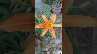 Hemerocallis fulva blooming gardenflowerplants bloomingflowers nature birds orangeflowers [upl. by Rodnas]