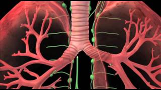 Lung Cancer Treatment Animation  Premier Hematology amp Oncology [upl. by Enrak18]