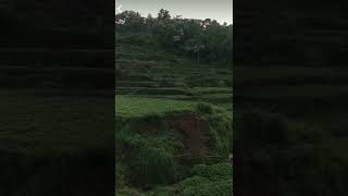 ricefield paddy trees inthemorning beautiful [upl. by Dean]