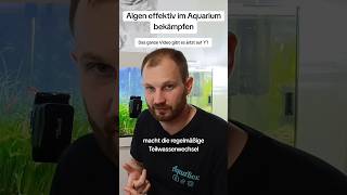 Beachte das bei einer Algenbekämpfung in deinem Aquarium  Algen im Aquarium bekämpfen [upl. by Bordy]