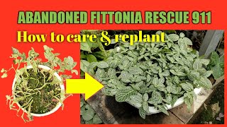 Easy way fittonia plant care and propagation at home tutorial [upl. by Ines142]