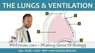 Lungs and Ventilation  GCSE Biology 91 [upl. by Goff248]