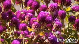 Gomphrena globosa  Globe Amaranth Amaranthaceae Perpétua Roxa [upl. by Knah]