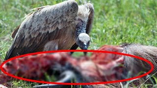 When Birds of Prey Start Attacking [upl. by Asiat]