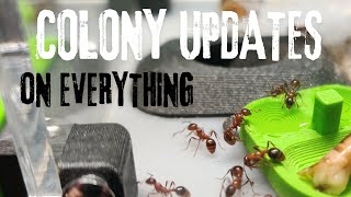 Updates on all our Ant Colonies Part 3 [upl. by Yboj]