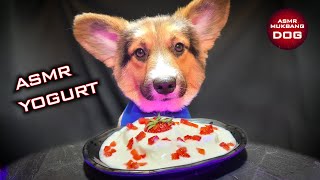 ASMR MUKBANG DOG EATING YOGURT 🍨 Corgi 10 [upl. by Schalles]