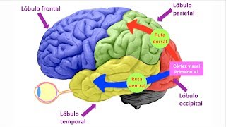 Rutas visuales ventral y dorsal [upl. by Anelagna19]