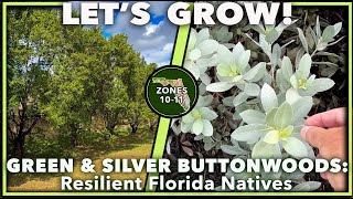 IMPOSSIBLE TO KILL FLORIDA NATIVE PLANTS The Green amp Silver Buttonwoods [upl. by Clarence]