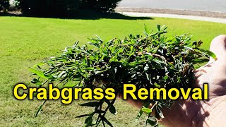 Get Rid Of Crabgrass Manually SeriouslyIts Easy [upl. by Eva]