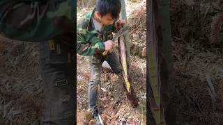 Sound Of Unzip Bamboo Shoot farming amazing viral fruits bamboo cutiing wildlife [upl. by Neitsabes421]