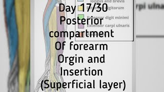 Day 1730 posterior compartment of forearm muscles superficial layer Origin and insertion [upl. by Center641]