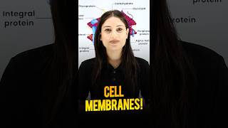 What is Cell Membrane or Plasma Membrane biology magnetbrains ytshorts membrane [upl. by Mera]