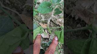 Fusarium wilt in Patal  परवल का पौधा में सूखने का बीमारी । villagelife biharagriculture farmer [upl. by Sydalg]