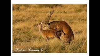 Best Deer MarkingampMating video For Everzoology [upl. by Esinrahs78]