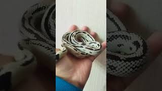 Lampropeltis zonata [upl. by Ramad345]