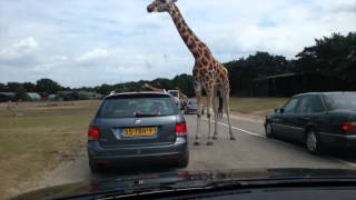 Safari Park Beekse Bergen zoo [upl. by Lilia539]