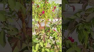 Beautiful terrace gardenlove bollywoodsongs terracegarden flowers live shorts youtubeshorts [upl. by Adnilra]