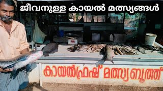 ജീവനുള്ള കായൽ മൽസ്യങ്ങൾ  Ayilakkad kayal fish market  Kayal fish  river fish  Puzhameen  fish [upl. by Analem276]