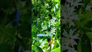 Harsingar ka ped youtubeshorts plantagarden subscribe gardening viralvideoshorts viralvideo [upl. by Angadresma386]