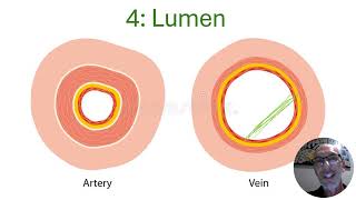 Arteries vs Veins vs Capillaries  VELS Science [upl. by Aldus]