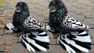 BEST and BIGGEST fancy pigeon breed in the WORLD collection [upl. by Suraved755]