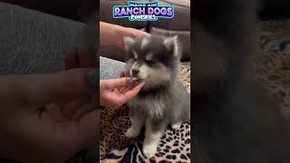 Lindell the pomsky puppy training with treats so cute [upl. by Dyane]