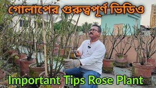 গোলাপ গাছের সবচেয়ে গুরুত্বপূর্ণ টিপস আছে এই ভিডিওতে  Very important tips for rose plant [upl. by Congdon912]