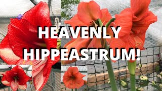 HOW TO AVOID STAKING HIPPEASTRUM Amaryllis [upl. by Roe]