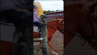 Tiina tänään😍👅Oli kiva tunti ja meni hyvin🤍 Halluuteko enemmän videoo tunnilta🩵 horse equestrian [upl. by Atinod]