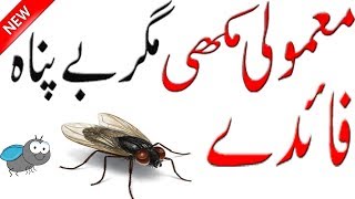 Facts About Flies  Benefits of Flies  Insect Facts  Hidden Secrets [upl. by Nnylyak]