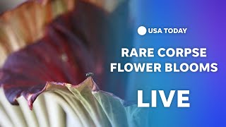 Watch live Rare Corpse Flower blooms in California [upl. by Riley]