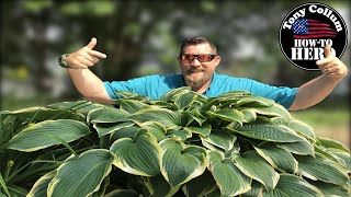 SECRETS to Growing Huge Hosta  QUICKLY [upl. by Sadick]