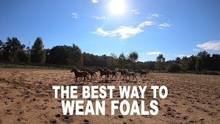 Weaning Foals  A Big Job for Late Summer Episode 8 Low Country Cowboys [upl. by Darcey]