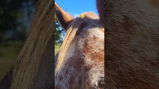 The appaloosa forelock🤣😭🍓 youtube horsegirl viralvideo subscribe [upl. by Stoneman]