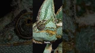 How Chameleon Changes Color facts science short [upl. by Botti649]