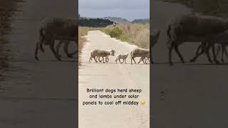 Lambs amp sheep herded by dogs under solar panels to cool off in Sicily solarfarm solar [upl. by Gene]