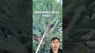 MENGAMBIL BUAH PINES satisfying harvest amazing tree useful skills [upl. by Mathia380]