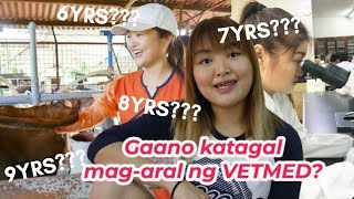 Timeline of studying Veterinary Medicine in the Philippines ENG SUBS [upl. by Rutherford]